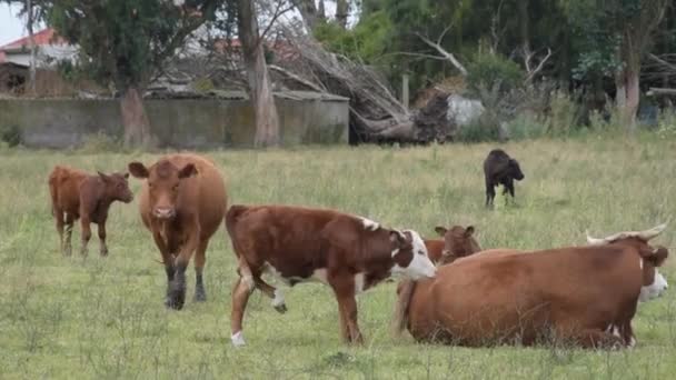 アルゼンチンの畑で食料を待っているフェンスに接着された牛の集まり — ストック動画