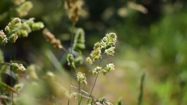 Zbliżenie Trawy Wiejskiej Bliska Szczegóły Zielone Letnie Pastwiska Słoneczny Dzień — Wideo stockowe