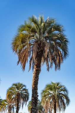 Şehir merkezi yerel Palm silueti Arjantin 'de renkli yaprak ve gövde detaylarıyla