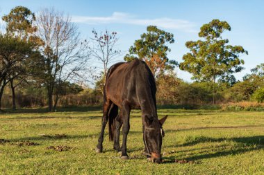 Koyu kahverengi at, Arjantin 'deki yeşil bir tarlanın yumuşak otlaklarını tek başına yiyor.