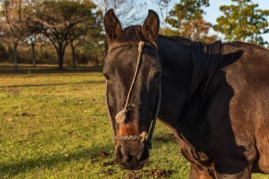 Koyu kahverengi at, Arjantin 'deki yeşil bir tarlanın yumuşak otlaklarını tek başına yiyor.