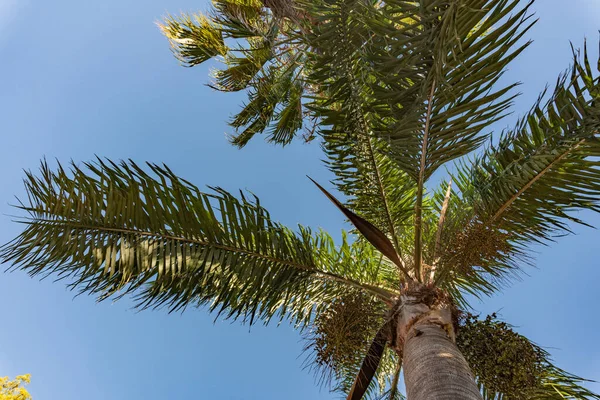 Şehir merkezi yerel Palm silueti Arjantin 'de renkli yaprak ve gövde detaylarıyla