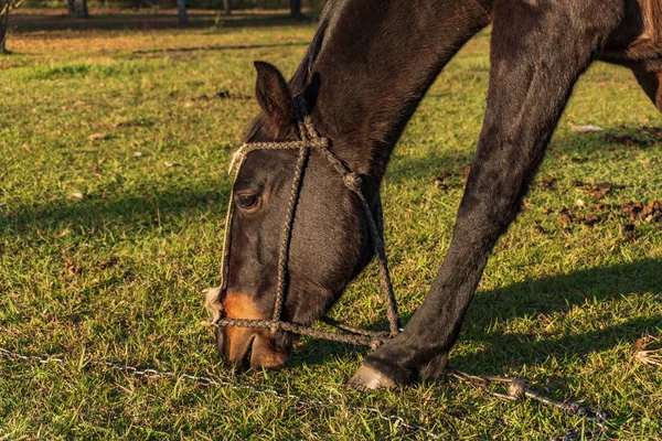 Cavalo Marrom Escuro Que Come Solidão Pastagens Sensíveis Campo Verde — Fotografia de Stock