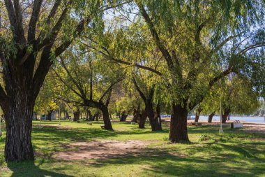 Arjantin 'de büyük ağaçları ve sıcak güneş ışığı olan doğal otları olan şehir parkı.