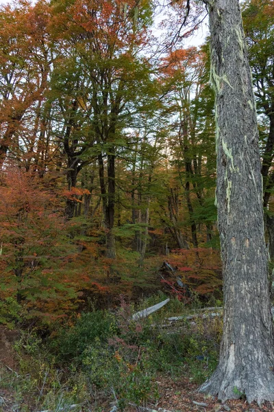 Arjantin 'deki ulusal parkın dağlarının eteğindeki bir ormanın altın sonbahar manzarası