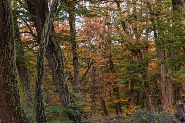 Arjantin 'deki ulusal parkın dağlarının eteğindeki bir ormanın altın sonbahar manzarası