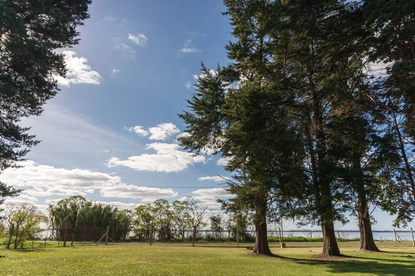 Městský Park Velkými Stromy Přírodní Trávou Teplým Slunečním Světlem Argentině — Stock fotografie