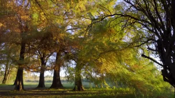 Cyprès Automne Avec Magnifiques Couleurs Dans Une Forêt Argentine — Video