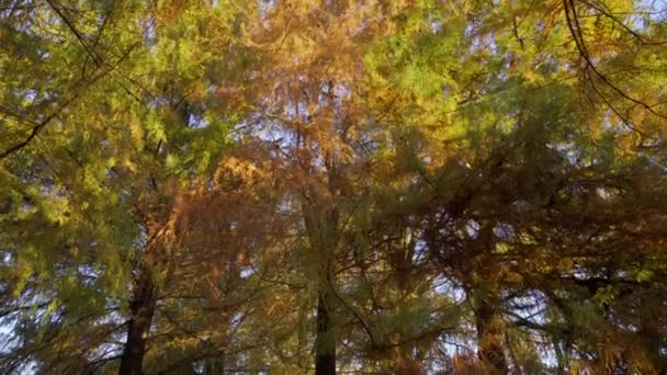 Podzimní Cypřiše Nádhernými Plnými Barvami Lese Argentiny — Stock video