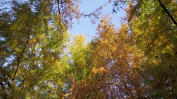 Höst Cypress Träd Med Underbara Fulla Färger Skog Från Argentina — Stockvideo