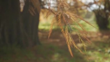 Arjantin 'den gelen bir ormanda harika renklerle dolu sonbahar selvi ağaçları