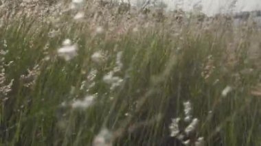 Arjantin nehri boyunca esen akşam melteminin yol açtığı sessiz bir dans eşliğinde tarlanın vahşi kulakları.