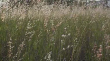 Arjantin nehri boyunca esen akşam melteminin yol açtığı sessiz bir dans eşliğinde tarlanın vahşi kulakları.
