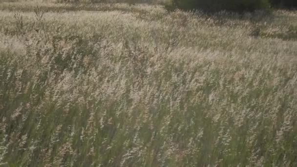 Arjantin Nehri Boyunca Esen Akşam Melteminin Yol Açtığı Sessiz Bir — Stok video