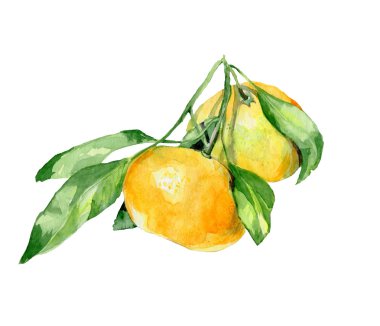 Turuncu meyve suluboya