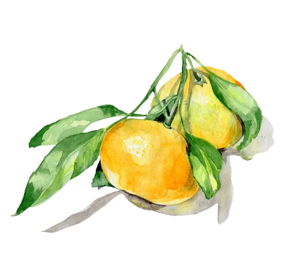 Orangenfrucht-Aquarell — Stockfoto