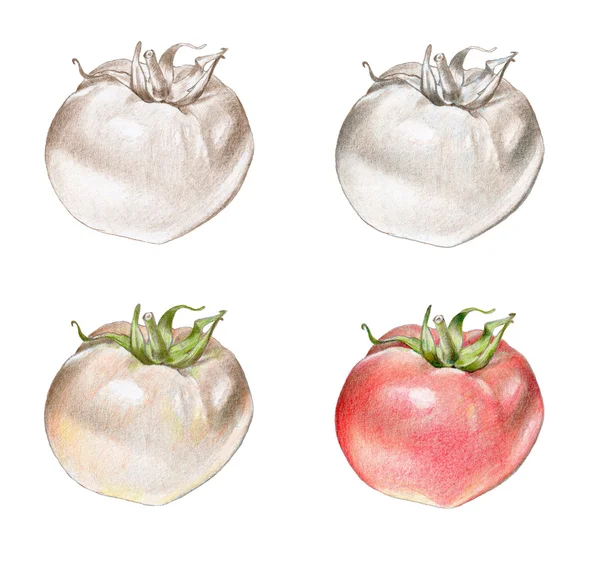 Ilustração desenhada à mão de um tomate — Fotografia de Stock