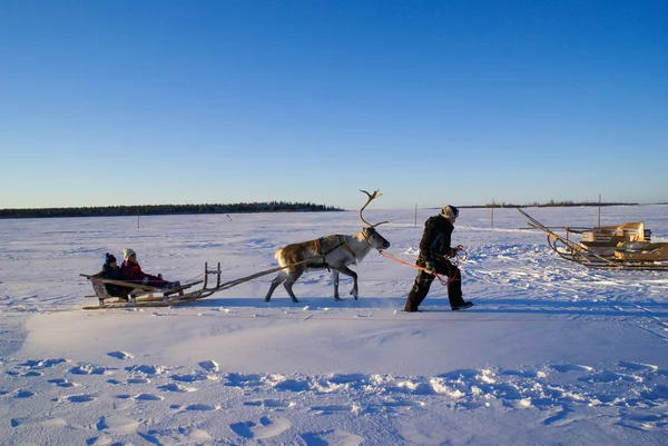 Children in sleigh pulled by reindeer. — Stock Photo, Image