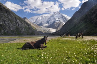 Tian shan Kırgızistan