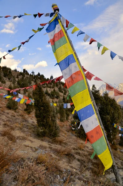 Drapeaux suspendus sur les arbres, Inde — Photo