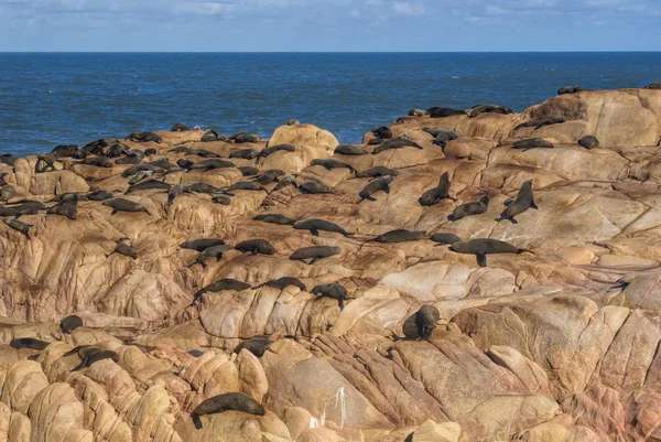 Leones marinos en Cabo Polonio — Foto de Stock