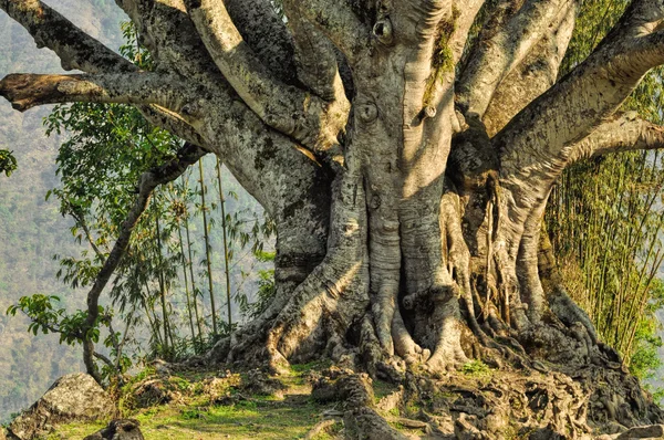 Vecchio albero — Foto Stock