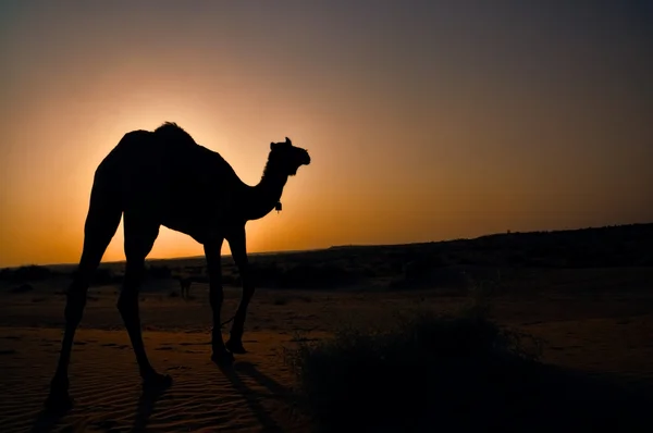 Vista incrível de um camelo caminhando no pôr do sol — Fotografia de Stock