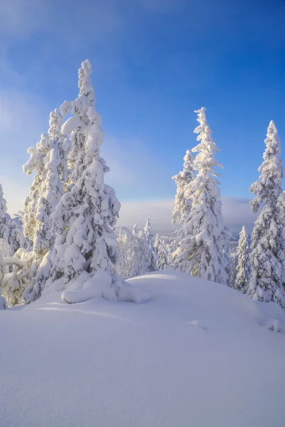 Bomen in sneeuw verborgen — Stockfoto