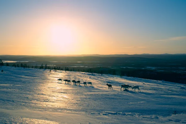 Finnish reindeer — Stock Photo, Image