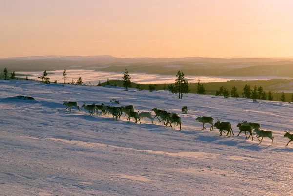 Reindeers, Finlandiya
