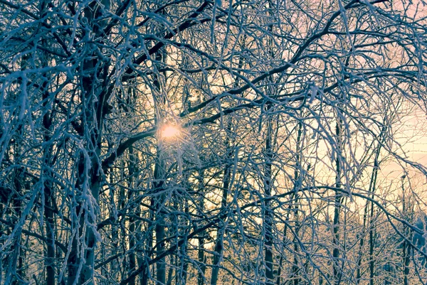 Frozen branches — Stock Photo, Image