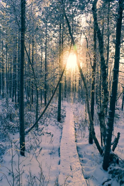 Winter sun in a forest — Stock Photo, Image