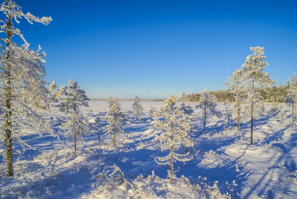Alberi ricoperti di neve — Foto Stock