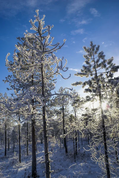 Bomen bij zonsondergang — Stockfoto