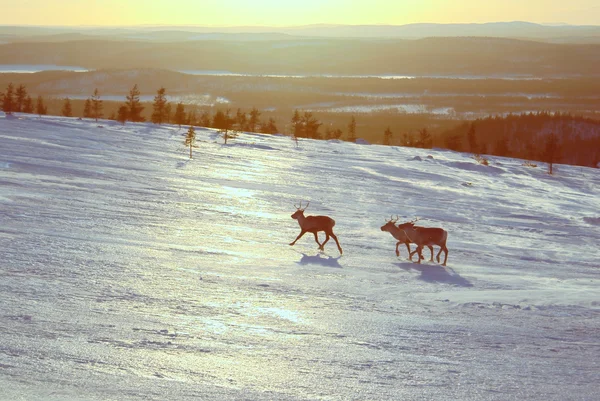 Rendieren in Finland — Stockfoto