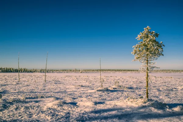 Sunlit plain — Stock Photo, Image