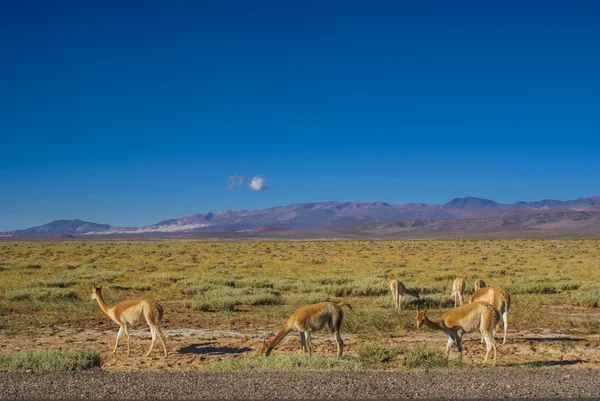 Guanaco lamas — Stockfoto