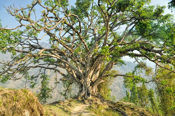 Vecchio albero — Foto Stock