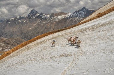 Katırlar Himalayalar