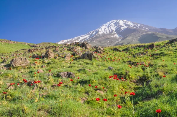 Damavand in Iran — Foto Stock