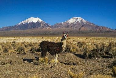Sajama Lama