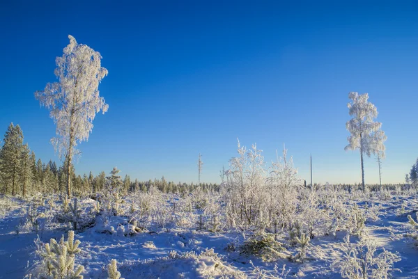 Besneeuwde bomen — Stockfoto