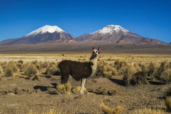 Lamadjur i Sajama — Stockfoto