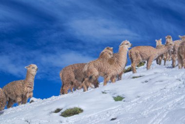Herd of Llamas in Andes clipart