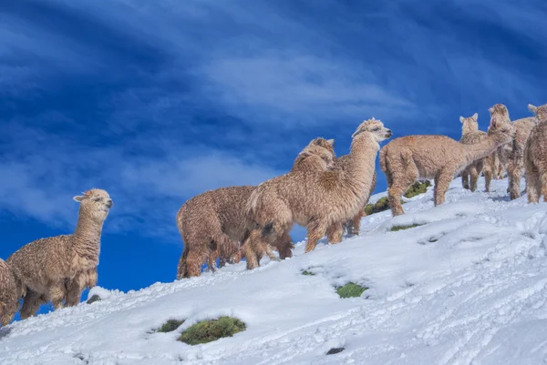 Herd of Llamas in Andes — Stock Photo, Image