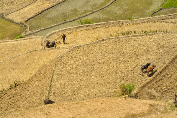 Campos de arado en Nepal —  Fotos de Stock
