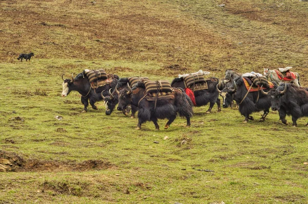 Yak nel nepal — Foto Stock