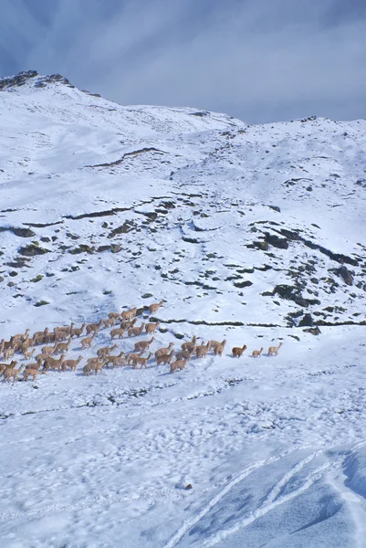 Herd of Llamas in Andes — Stock Photo, Image