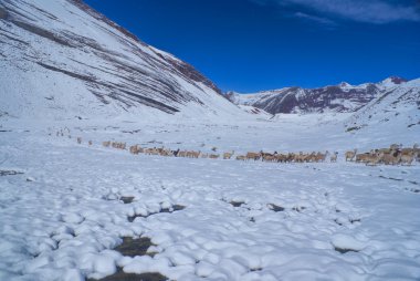 Llamas Andes sürüsü