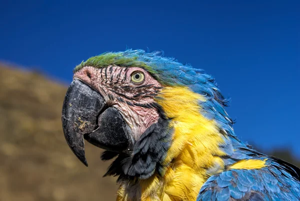 Loro de Ara — Foto de Stock